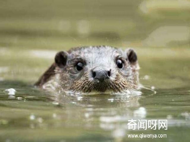 水猴子水鬼图片大全，水鬼拉人替死可投胎转世