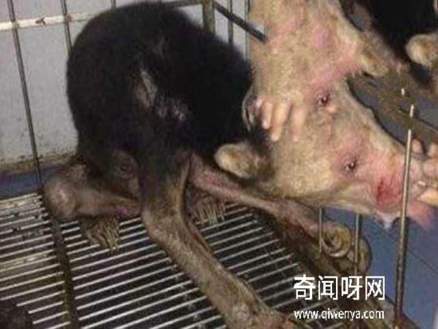 水猴子水鬼图片大全，水鬼拉人替死可投胎转世