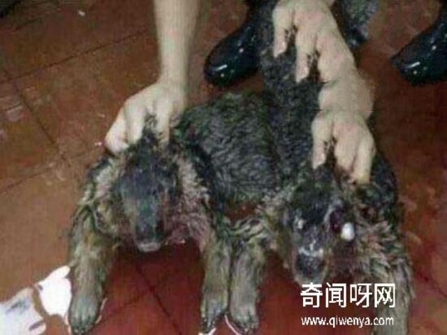 水猴子水鬼图片大全，水鬼拉人替死可投胎转世