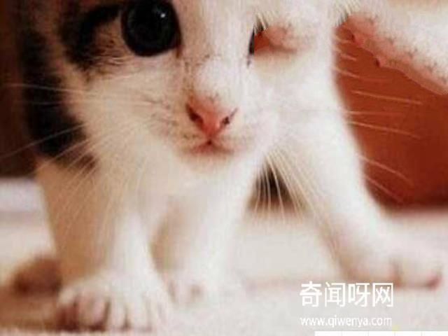 猫不可靠近死尸试验，超强的静电作用造成尸体直立