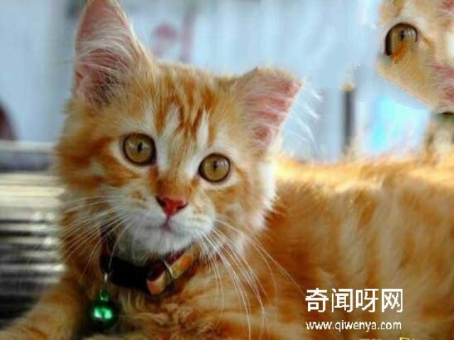 猫不可靠近死尸试验，超强的静电作用造成尸体直立