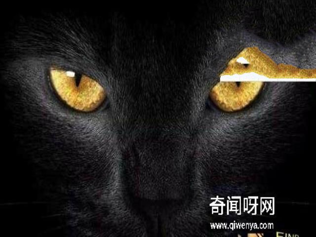 猫不可靠近死尸试验，超强的静电作用造成尸体直立