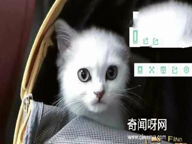 猫不可靠近死尸试验，超强的静电作用造成尸体直立