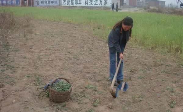 二姨跟婆婆闹别扭一早下地干活活见鬼