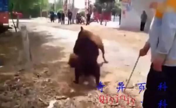 狗狗之间的这种斗争，终究会有伤害：斗犬者用藏獒大战野狼