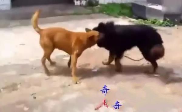 狗狗之间的这种斗争，终究会有伤害：斗犬者用藏獒大战野狼