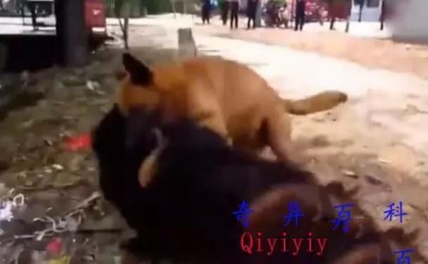 狗狗之间的这种斗争，终究会有伤害：斗犬者用藏獒大战野狼